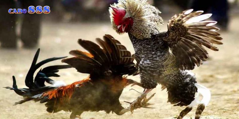 Trang đá gà uy tín giúp người chơi cá cược an toàn