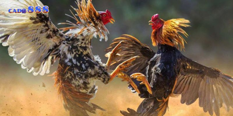 Một trang đá gà đáng tin cậy luôn có giấy phép hoạt động