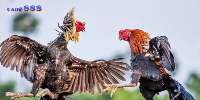Cado888 hỗ trợ người chơi rút tiền nhanh